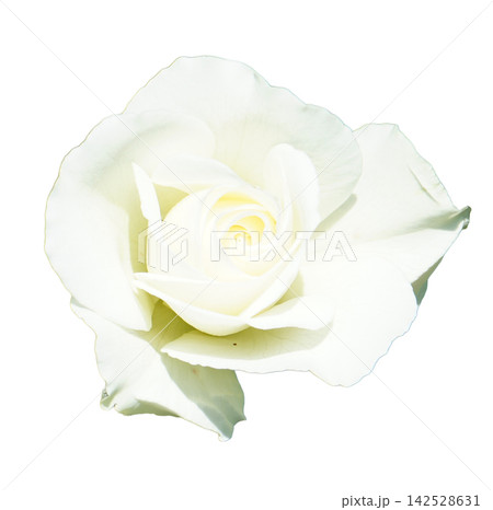 薔薇 白 142528631