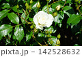薔薇 白 薔薇 白 142528632