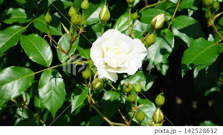 薔薇 白 薔薇 白 142528632