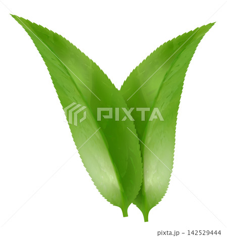 Green leaf isolated on white. Leaf showcases vein patterns. Graphic is simple, clean, and vibrant, ideal for nature-themed designs and eco-friendly projects. Realistic 3d vector illustration Green leaf isolated on white. Leaf showcases vein patterns. Graphic is simple, clean, and vibrant, ideal for nature-themed designs and eco-friendly projects. Realistic 3d vector illustration 142529444
