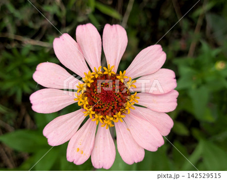 淡いピンクの花びらが美しい百日草 142529515