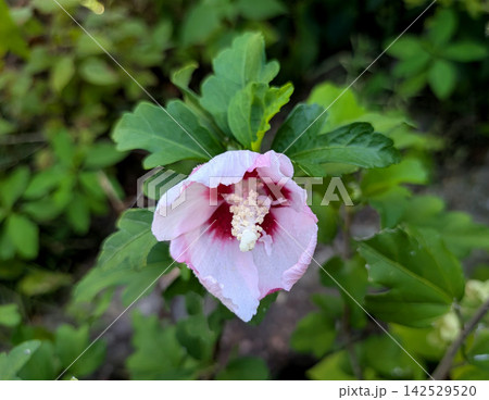 淡いピンクに赤い花芯が映えるムクゲの花 淡いピンクに赤い花芯が映えるムクゲの花 142529520