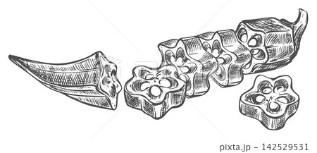 A hand drawn sketch of okra. A detailed vector image of a fresh bhindi pod sliced pieces lying on a table. A linear ink drawing of the Abelmoschus esculentus plant. Imitation of engraving technique. A hand drawn sketch of okra. A detailed vector image of a fresh bhindi pod sliced pieces lying on a table. A linear ink drawing of the Abelmoschus esculentus plant. Imitation of engraving technique. 142529531
