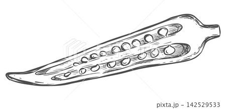 Hand drawn sketch of okra. A detailed vector image of a fresh bhindi pod cut in half. Line ink drawing of the Abelmoschus esculentus plant. Botanical illustration in an engraving style. 142529533