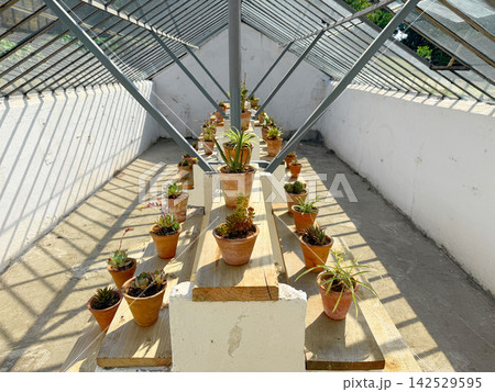 In a greenhouse potted plants are placed on a stepped structure. 142529595
