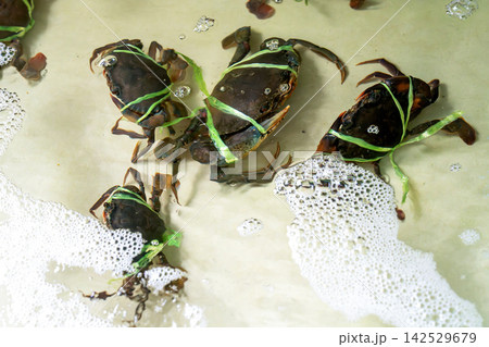 Live mud crabs with claws tied by green plastic string in a shallow water tank with white foam. Fresh seafood at a local market or restaurant. High angle view of black crabs for sale. 142529679