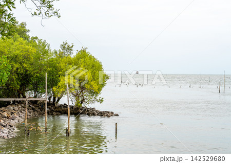 Mangrove trees along a rocky shoreline with wooden poles in the water. Calm sea view under an overcast sky. Natural coastal landscape with vibrant green foliage and serene ocean background. Mangrove trees along a rocky shoreline with wooden poles in the water. Calm sea view under an overcast sky. Natural coastal landscape with vibrant green foliage and serene ocean background. 142529680