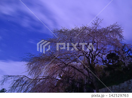 夜空に広がる満開のしだれ桜と星空 夜空に広がる満開のしだれ桜と星空 142529763