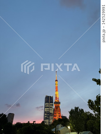 芝公園から見える夕暮れ時の東京タワー 142529991