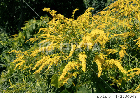 Blooming yellow goldenrod flowers growing in summer garden on sunny day Blooming yellow goldenrod flowers growing in summer garden on sunny day 142530048