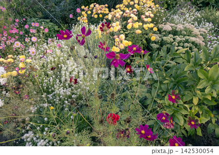Colorful blooming autumn garden flowerbed with purple Cosmos and yellow Chrysanthemum Colorful blooming autumn garden flowerbed with purple Cosmos and yellow Chrysanthemum 142530054