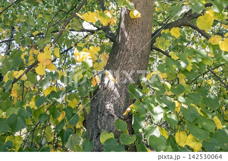 Linden tree trunk with yellow and green leaves in early autumn park 142530064