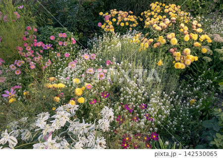 Lush autumn garden flowerbed with yellow Chrysanthemum, pink Aster and Euphorbia 142530065