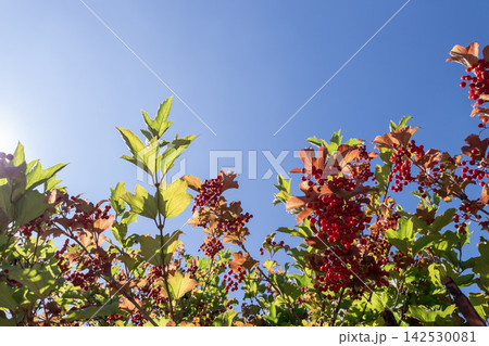 Red viburnum berries on shrub branches against clear blue sky Red viburnum berries on shrub branches against clear blue sky 142530081