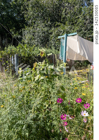 Rural backyard garden with laundry drying on clothesline near blooming flowers Rural backyard garden with laundry drying on clothesline near blooming flowers 142530085