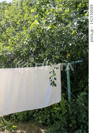 White clean bed sheet drying on clothesline in green sunny backyard garden 142530089