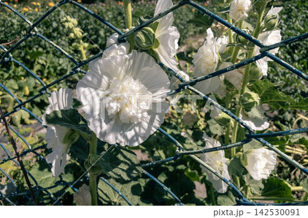 White double hollyhock flowers growing behind wire mesh fence in garden 142530091