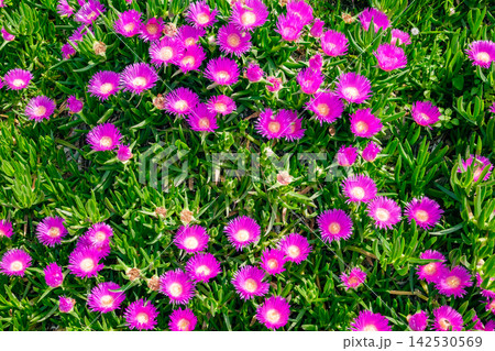 purple flowers in a clearing purple flowers in a clearing 142530569
