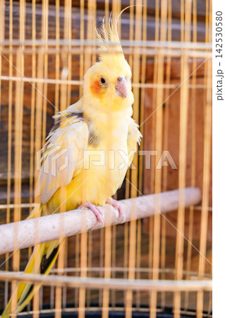yellow parrot in a cage 142530580