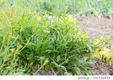Several green plants arugula are visible in a garden setting. The plants are close to the ground with soil around them. Other green plants can be seen in the background Several green plants arugula are visible in a garden setting. The plants are close to the ground with soil around them. Other green plants can be seen in the background 142530859