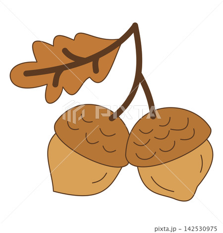Flat style sticker illustration of acorns with oak leaf isolated on transparent background. Botanical fall oak tree nuts clip art graphic design element for autumn seasonal project asset. 142530975