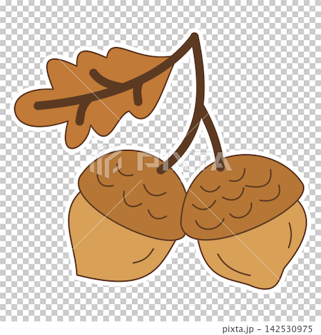 Flat style sticker illustration of acorns with oak leaf isolated on transparent background. Botanical fall oak tree nuts clip art graphic design element for autumn seasonal project asset. 142530975