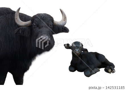 Carpathian buffalo and litle carpathian buffalo isolated on a white 142531185