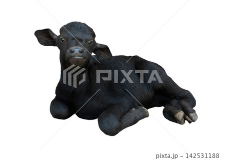 litle carpathian buffalo isolated on a white 142531188