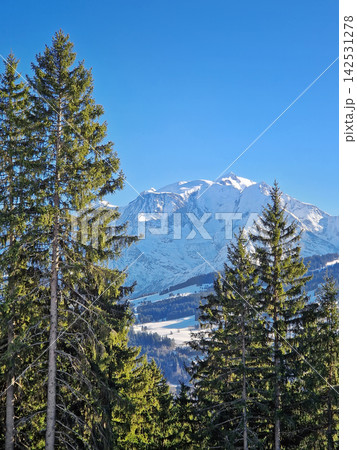 Tall evergreen pine trees frame a breathtaking winter view of the snow-covered Mont Blanc summit in the French Alps near Megeve. Clear blue sky accentuate the majestic mountainscape of Haute-Savoie 142531278