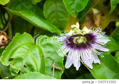 パッションフルーツの花と葉 パッションフルーツの花と葉 142531382