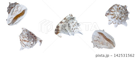 Lambis lambis spider conch seashell banner for malacology zoology mollusk summer beach tourism, travel and coastal decor Lambis lambis spider conch seashell banner for malacology zoology mollusk summer beach tourism, travel and coastal decor 142531562