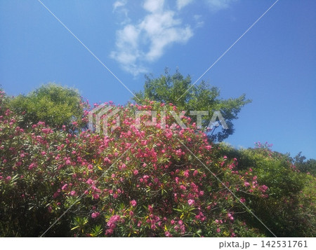 夏の花夾竹桃の赤色の花 夏の花夾竹桃の赤色の花 142531761