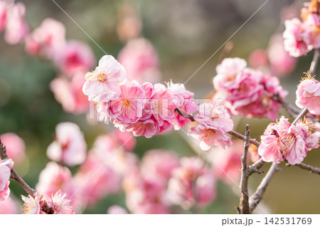春を告げる紅梅の花 142531769