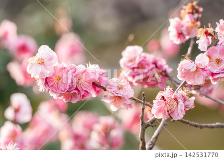 春を告げる紅梅の花 春を告げる紅梅の花 142531770