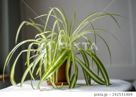 Spider plant with arching striped leaves growing in a brown pot on a sunlit table indoors. 142531904