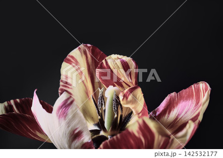 Tulip bloom showing intricate beard and cream petals on dark background Tulip bloom showing intricate beard and cream petals on dark background 142532177