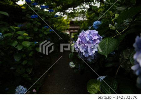 梅雨の晴れ間に咲く紫陽花 梅雨の晴れ間に咲く紫陽花 142532370