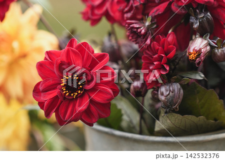Dark red decorative dahlia flowers blooming richly in rustic metal bucket Dark red decorative dahlia flowers blooming richly in rustic metal bucket 142532376