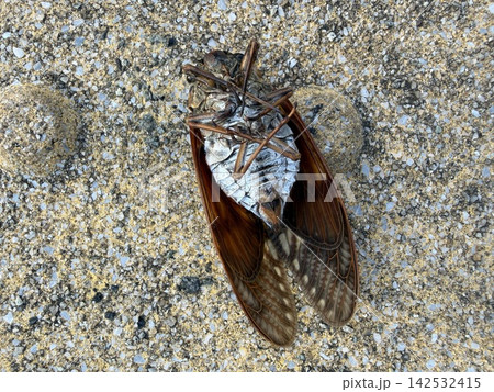 地面に落ちている力尽きたセミ 地面に落ちている力尽きたセミ 142532415