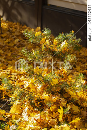 Young Evergreen Tree Surrounded by Golden Autumn Leaves. Small evergreen tree growing among thick layer of golden fallen leaves, warm autumn sunlight. Golden autumn, scenic leaf fall, changing seasons Young Evergreen Tree Surrounded by Golden Autumn Leaves. Small evergreen tree growing among thick layer of golden fallen leaves, warm autumn sunlight. Golden autumn, scenic leaf fall, changing seasons 142532432