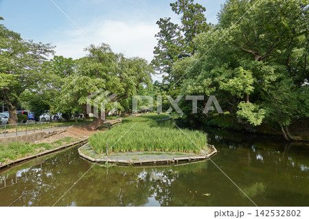鶴岡公園 池と中島 鶴ヶ岡城跡 鶴岡公園 池と中島 鶴ヶ岡城跡 142532802