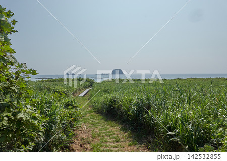 飛島 草原 細道 飛島 草原 細道 142532855