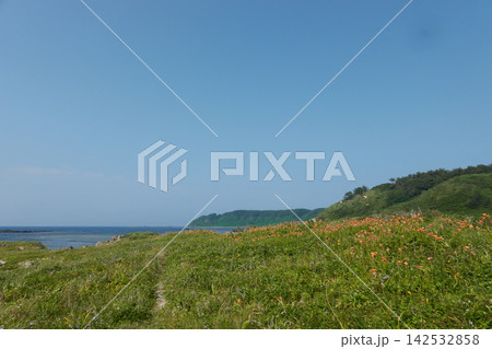 飛島 草原の花と海岸線 夏空 飛島 草原の花と海岸線 夏空 142532858