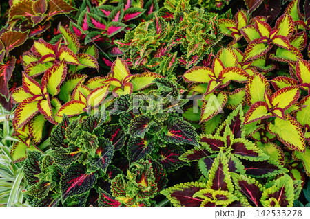 Colorful decorative garden leaves with vibrant patterns 142533278