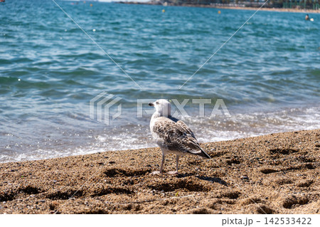 Seagull stands on sandy beach beside blue water, facing left with mottled gray and white feathers. Small waves reach shore while bright sunlight sparkles across sea behind bird. Bird remains still. 142533422