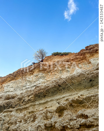 Single Tree Growing on Top of Sandy Cliff Against Blue Sky in Malta 142533487