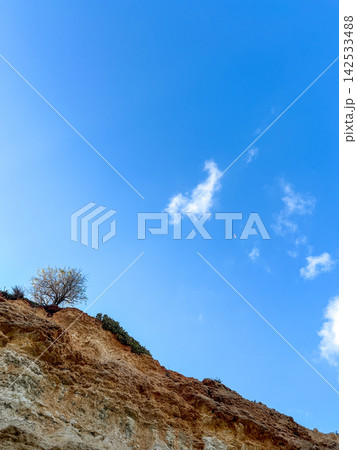 Single Tree Growing on Top of Sandy Cliff Against Blue Sky in Malta 142533488