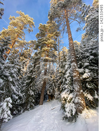Sunlit Snowy Pine Forest in Winter 142533495