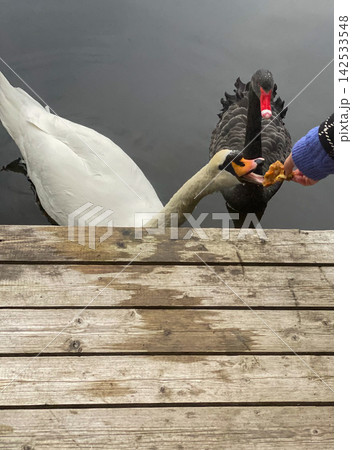 Black and White Swans Feeding Together Black and White Swans Feeding Together 142533548