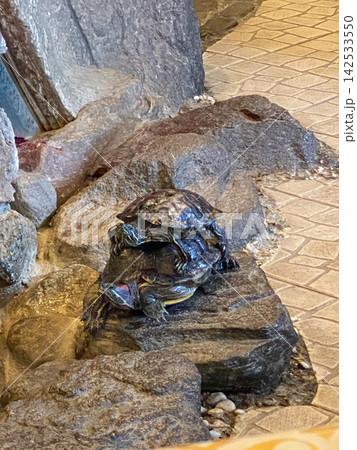 Two Turtles Resting on Rocks Two Turtles Resting on Rocks 142533550
